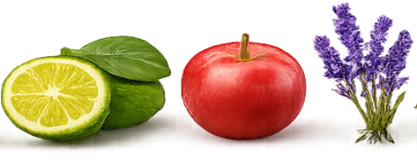 Artinz Rayan: Apple · Lavender · Bergamot
